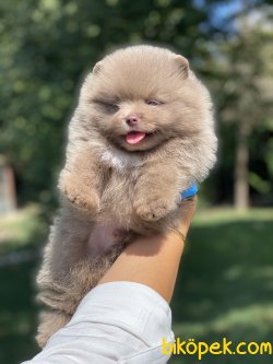 0Boo Tip Pomeranian Ayı Surat Orjinal 2