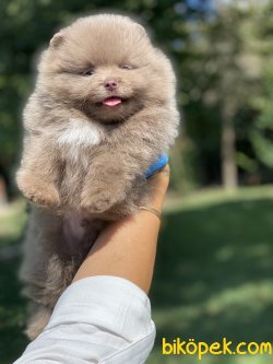 0Boo Tip Pomeranian Ayı Surat Orjinal 1
