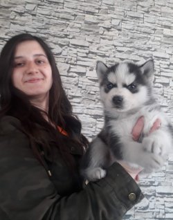 Masmavi Gözlü Husky Yavrularımız 1