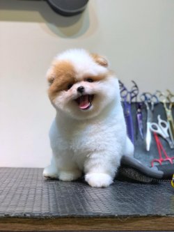 Safkan Şecereli Pomeranian Boo Yavrularımız 1