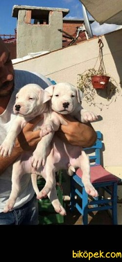 A Kalite Dogo Argentino Yavruları 1