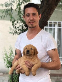 Satılık Baby Face Golden Retriever Yavruları 1
