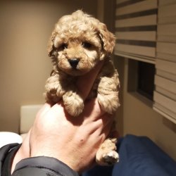 TOY POODLE YAVRULAR 2