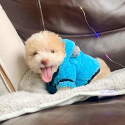 TOY POODLE YAVRULAR 1