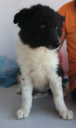 Border Collie Yavrularımız 3