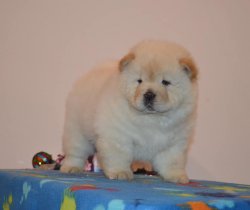 CHOW CHOW BEBEKLERİMİZ BEYAZ AYI KAFA BASIK BURUNLU 2