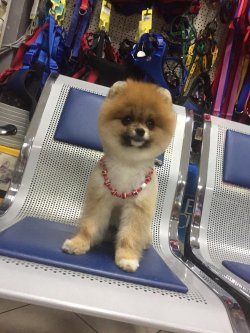 Pomerani̇an Boo 1