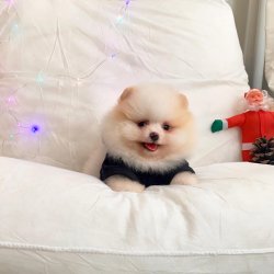 Pomeranian Boo Ayicik Tip Orijinal Yavrularımız 1