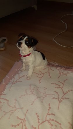 Jack Russell  3aylik Dişi 4