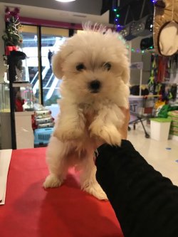 Maltese Terrier Yavrularımız 1. Sınıf AB Pasaportlu Garantili 1