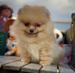 Teacup Boy Gülen Surat Yavrularımızdan 3