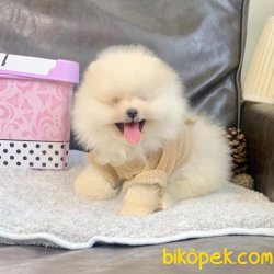 Pomeranian Boo Irk Ve Sağlık Garantili Yavrularımız 2