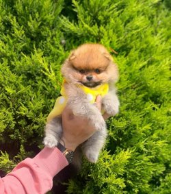 Orji̇nal Pomerani̇an Boo Yavrularımız 3