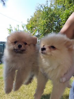 Mükemmel Safkan Irk Garantili Pomeranian Yavrularimiz 1
