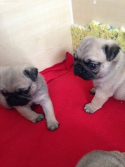 PUG MOPS YAVRULARIMIZ 1