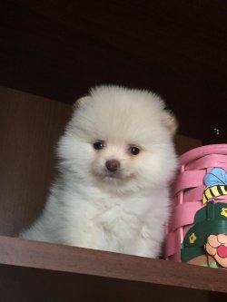 POMERANİAN BOO 3
