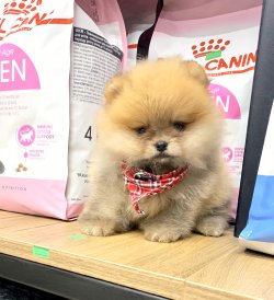 Pomeranian Boo Gülen Suratlı Yavrularımız 2
