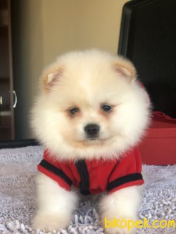 Dünya Tatlısı Boo Yavruları 1