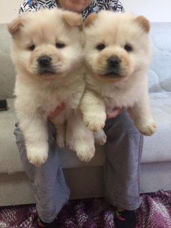 Chow Chow Çi̇n Aslanı Yavrularımız 1
