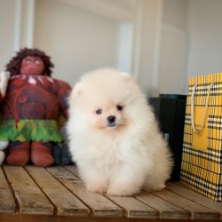 Yeni Gelen Yarışma Düzeyi PomeranianBoo Kızımız 2