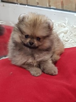 Kalite Ve Güvenin Tek Adresinden POMERANIANyavrulari 1