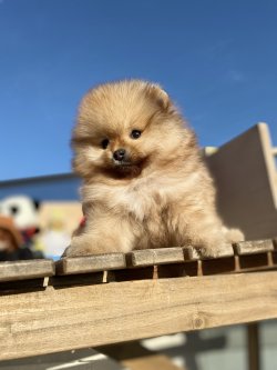 Orjinal Büyümeyen Cins Pomeranian Boo 4