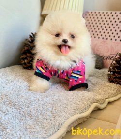 Beyaz Boo Pomeranian Yavrular 4