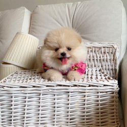 Pomeranian Boo Safkan Yavrularımız 4