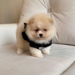 Pomeranian Boo Safkan Yavrularımız 2