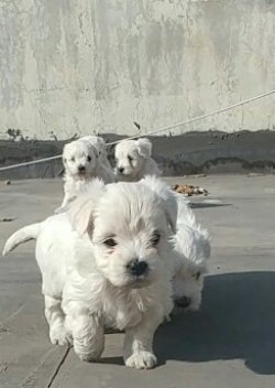 SATILIK 0 BOY MALTESE TERRİER YAVRULARI 3