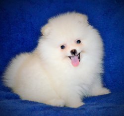 TEDDY BEAR AYI SURAT POMERANİAN BOO DOG YAVRU VE YETİŞKİNLER 1