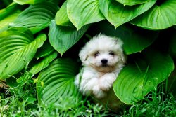 Maltese Terrier Orji̇nal Yavrular 3