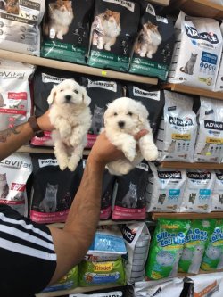 MALTESE TERRİER YAVRULARI ANKARA PET SHOP TA 4