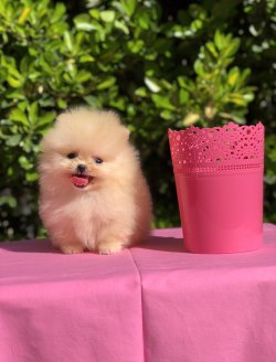 Orjinal Safkan Ayi Surat Pomeranian Boo Yavrularimiz 1