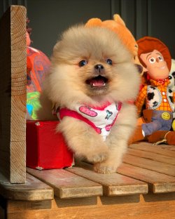 Irk Ve Sağlık Garantili PomeranianBoo Yavrularımızdan 4