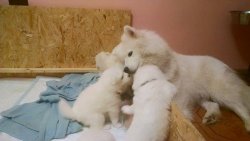 PAMUK GİBİ SAMOYED YAVRULARI 2