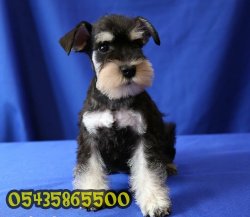 Minyatür Schnauzer Yavruları 3