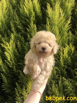 Anne Altından Tea Cup TOY POODLE 2