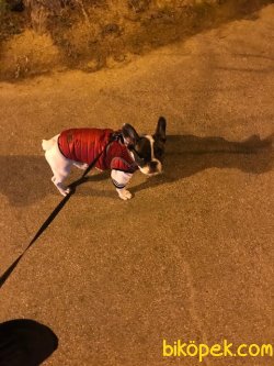 HARİKA YAVRU FRANZI BULLDOG İYİ BİR AİLE İÇİN 3