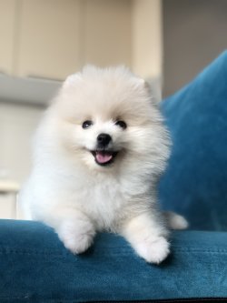 Irkının En İ̇yisi Pomeranian Yavruları 1