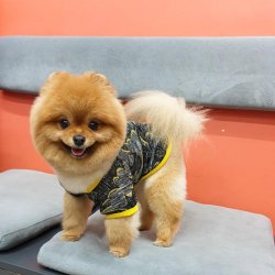 Pomeranian Show Kalite Secereli Köpeğimiz 1