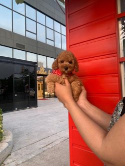 Sevi̇mli̇ Toy Poodle Yavrularımız 2