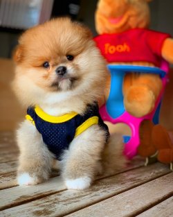 Irk Garantili Pomeranian Yavruları 2