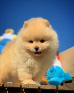 Orijinal Teddybear Pomeranianboo Yavruları 1