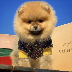 Orijinal Miniboy Pomeranianboo Yavrularımızdan 3
