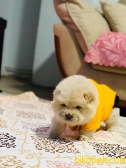 Chow Chow (Çin Aslanı) Yavruları 5