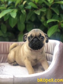 Süper Kalite Cream Color Simit Kuyruk Pug Yavrularımız Geldi 1