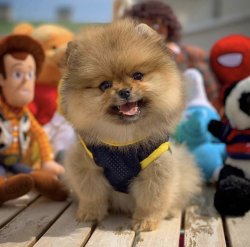Sık Tüy Yapısına Sahip Orijinal PomeranianBoo Yavrumuz 1