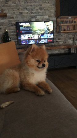 2,5 Yaşında Eğitimli Erkek Pomeranian 2