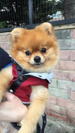 2,5 Yaşında Eğitimli Erkek Pomeranian 1